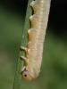 Dolerus sp.